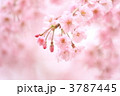 '11しだれ桜１１