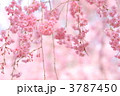 '11しだれ桜６