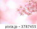 '11しだれ桜４