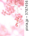 '11しだれ桜３