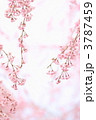 '11しだれ桜