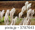 ススキの花穂