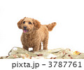 小型犬