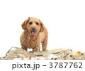 小型犬