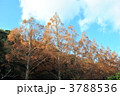 青空の下のメタセコイア