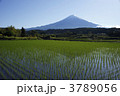 水田と富士山