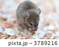 ネズミ