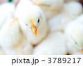 ヒヨコ