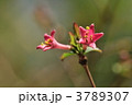 早春の花　～ウグイスカグラ～