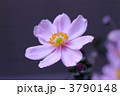 秋明菊