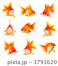 3791620