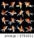 3791621