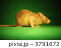 3791672