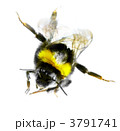 3791741