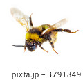 3791849
