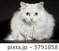 3791858