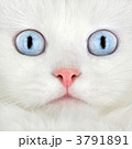 3791891