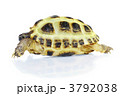 3792038
