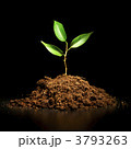 3793263