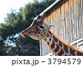 キリン