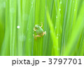 アマガエル