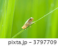 赤ちゃんアマガエル