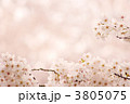満開のソメイヨシノ