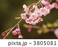 枝垂桜