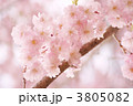 枝垂桜