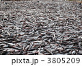 スケソウダラ