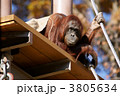 オラウータン