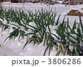 雪の中のネギ　雪とネギ　冬のネギ畑
