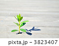新芽