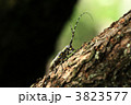 庭のキボシカミキリ