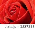 3827238