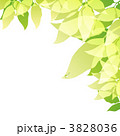 3828036