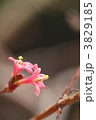 ウグイスカグラの花