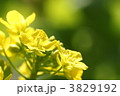 菜の花