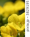 菜の花