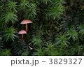 きのこ