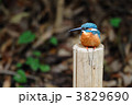 お立ち台のカワセミ
