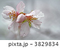 四季桜