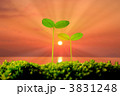 二葉と朝日