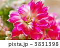 カーネーションの花