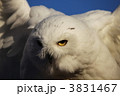 シロフクロウの狩り