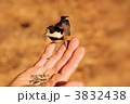 人なつっこいやまがら