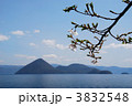 洞爺湖畔の桜の木