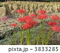 稲刈り後のたんぼと彼岸花
