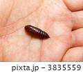 ヨトウムシのサナギ