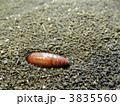 ヨトウムシのサナギ